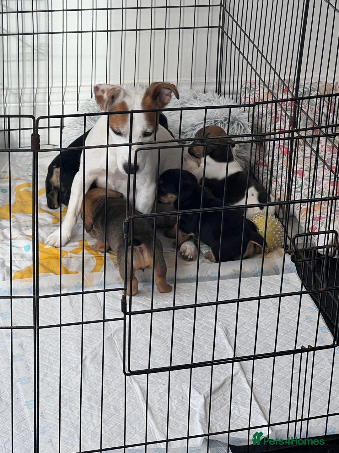 Jack Russell dogs for sale: Tri coloured Jack Russell puppies 🐶 - Image 9