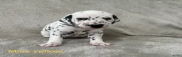Dalmatian dogs for sale: Beautiful litter of Dalmatian puppies  - Advert 21