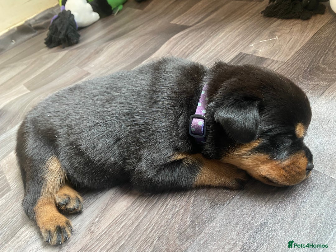 Rottweiler dogs for sale: Hulk and Ruby Rottweiler puppies  - Advert 4