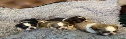 Shih Tzu dogs for sale: Imperial shihtzus  in Dunfermline - Advert 8