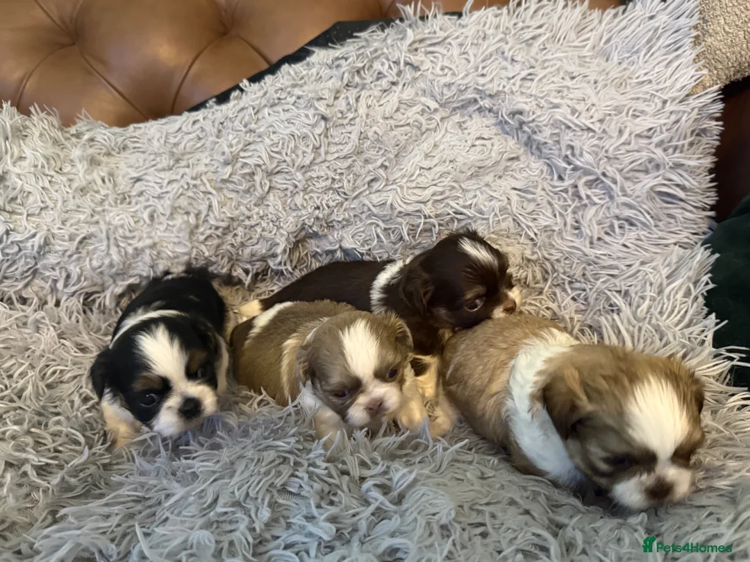 Shih Tzu dogs for sale: Imperial shihtzus  in Dunfermline - Advert 8