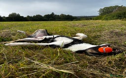 Mixed Breed dogs for sale: Collie mixed malinois  - Advert 10