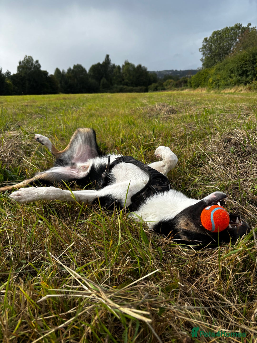 Mixed Breed dogs for sale: Collie mixed malinois  - Advert 10