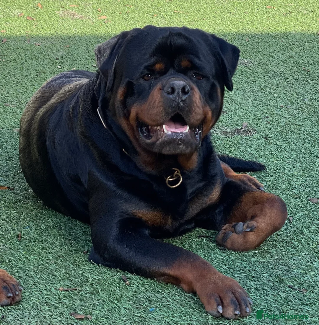 Rottweiler dogs for stud: ABSOLUTELY BEAUTIFUL KC Health Tested *FOR STUD* in Mansfield - Advert 5