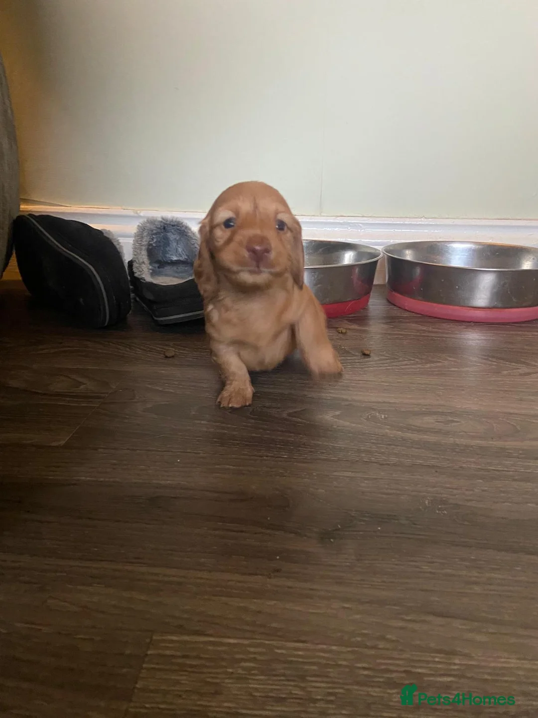 Dachshund dogs for sale: Long haired miniature  - Advert 12