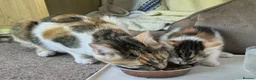 Mixed Breed cats for sale: GORGEOUS CALICO SISTERS! - Advert 15