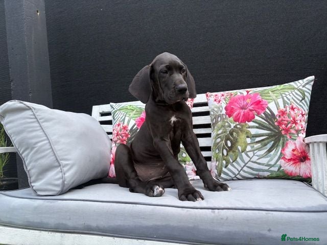 Great Dane dogs Black KC registered Great Dane Pups - Advert 2
