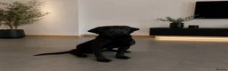 Labrador Retriever dogs for sale: Joey - Black Working Line Labrador Retriever  - Advert 7