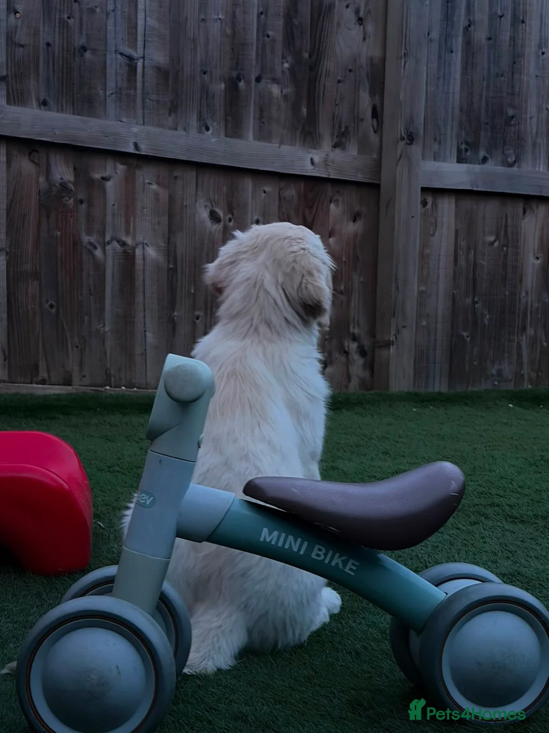 Golden Retriever dogs for sale: Golden retriever boy - Advert 6