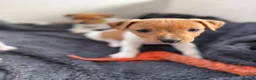 Jack Russell dogs for sale: Beautiful Jack Russell Puppies - Advert 8