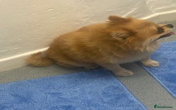 Pomeranian dogs for stud: Reggie the pom - Image 3