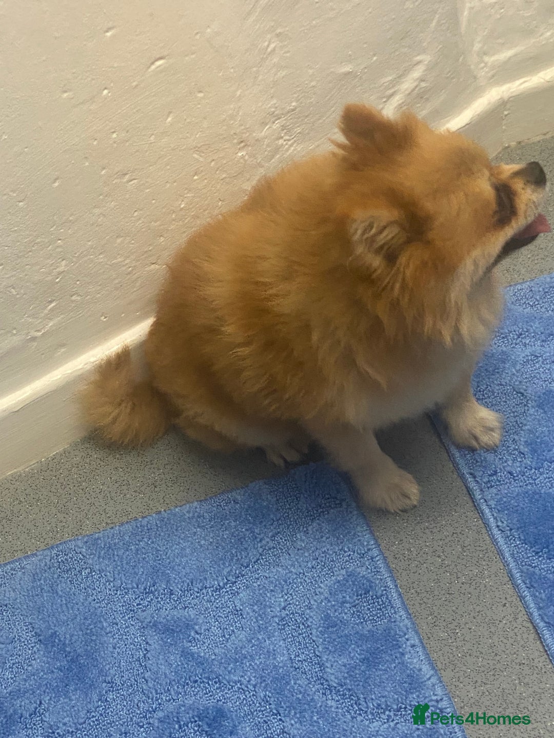 Pomeranian dogs for stud: Reggie the pom - Image 3
