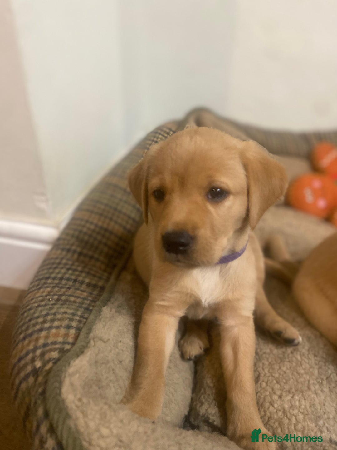 Labrador Retriever dogs for sale: Gorgeous Working Labrador puppies  - Advert 2