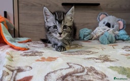 Maine Coon cats for sale: Maine Coon - Image 20