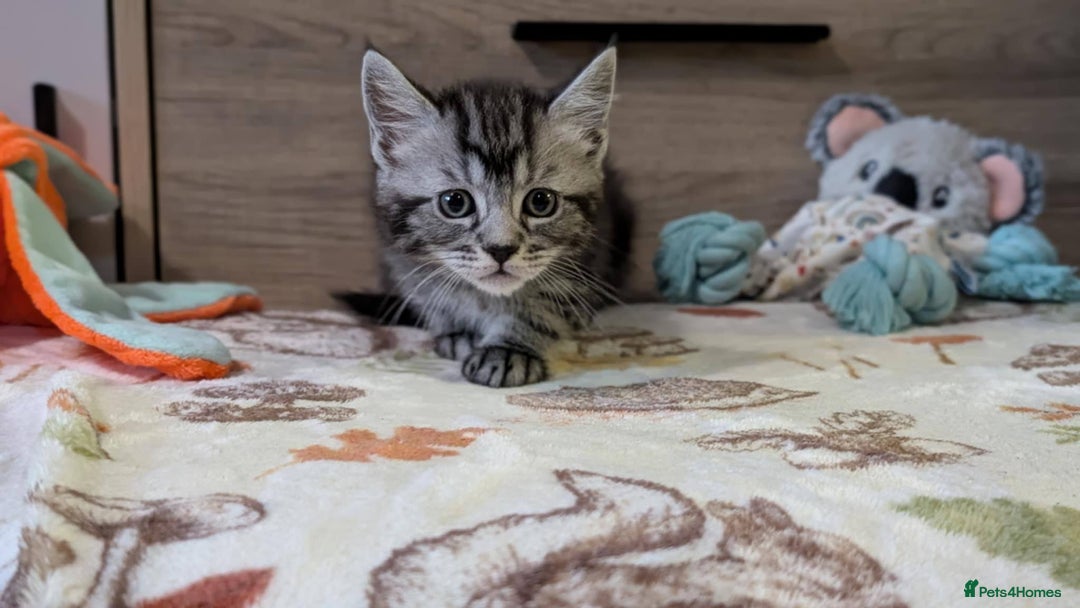 Maine Coon cats for sale: Maine Coon - Image 20