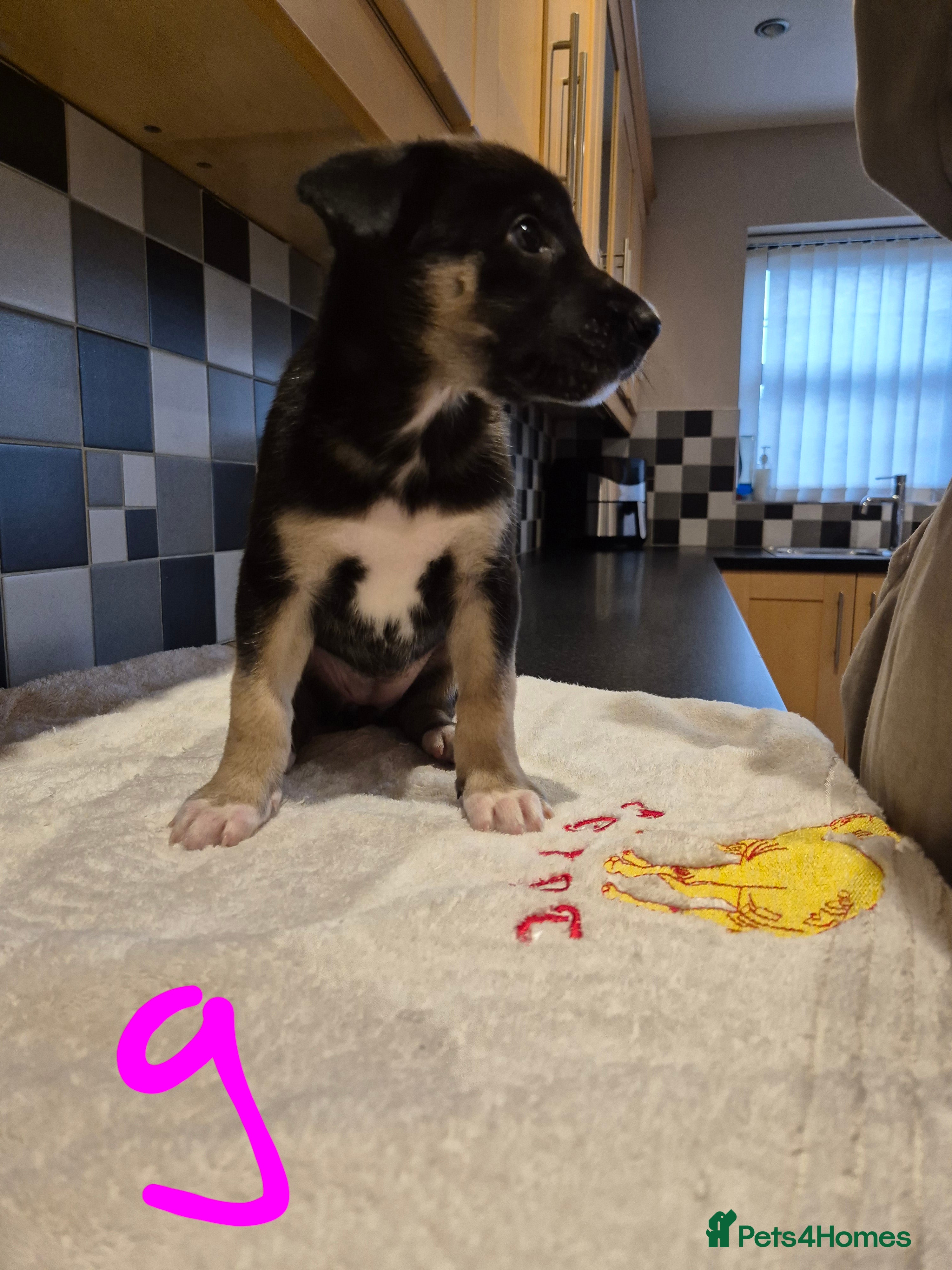 Mixed Breed dogs Saluki bull greyhound × Belgium malinois  - Advert 3