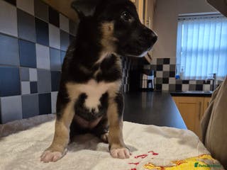 Mixed Breed dogs Saluki bull greyhound × Belgium malinois - Advert 12