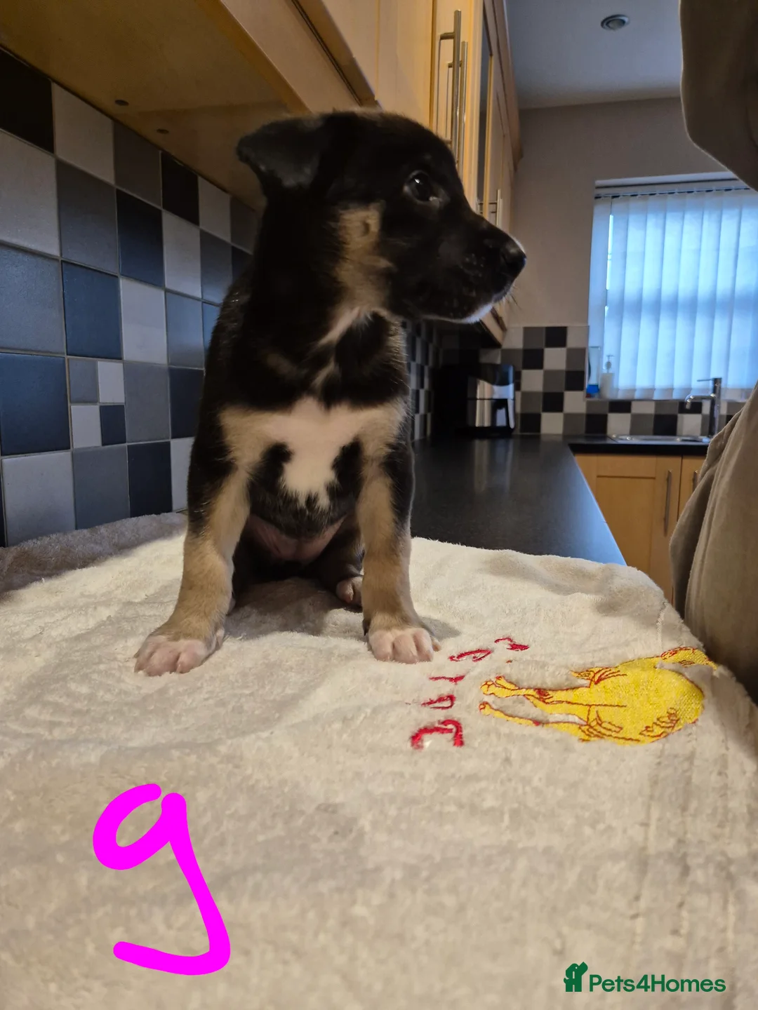 Mixed Breed dogs for sale: Saluki bull greyhound × Belgium malinois  - Advert 1