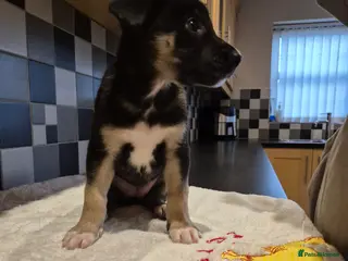 Mixed Breed dogs Saluki bull greyhound × Belgium malinois - Advert 13