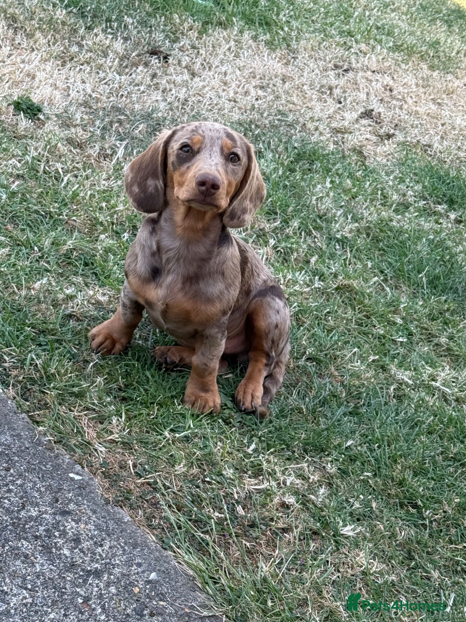 Miniature Dachshund dogs miniature Daschund Isabella dapple - Advert 1