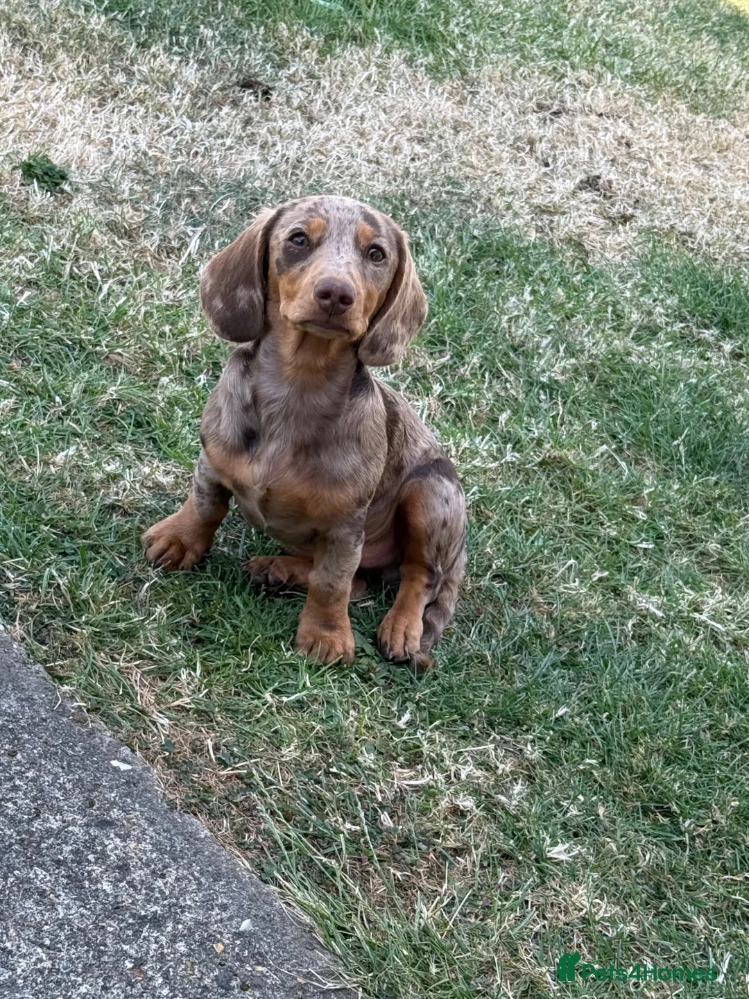 Miniature Dachshund dogs for sale: miniature Daschund Isabella dapple - Advert 1