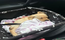 Labrador Retriever dogs for sale: Cream Labrador Retriever Puppy  - Image 21