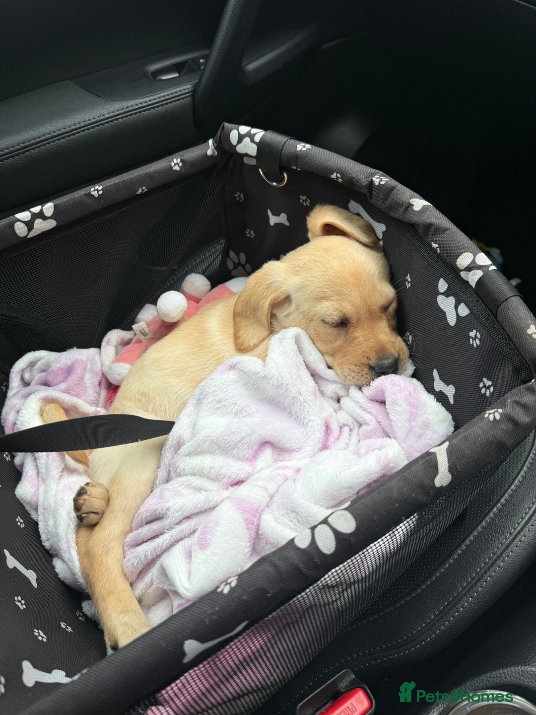 Labrador Retriever dogs for sale: Cream Labrador Retriever Puppy  - Image 21