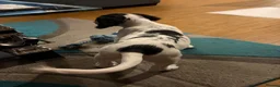 Mixed Breed dogs for sale: Loki! in Havant - Advert 3