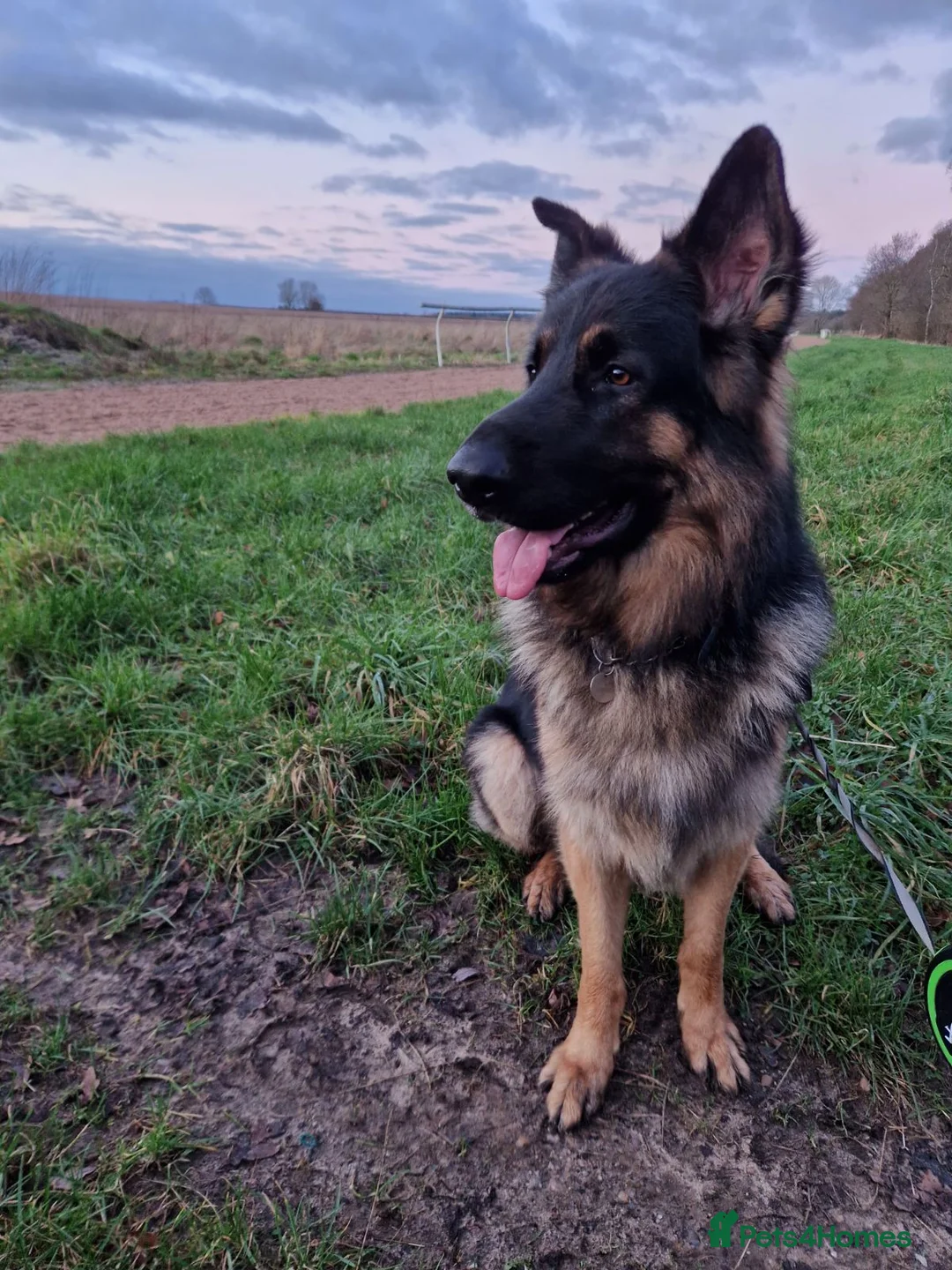 German Shepherd dogs for stud: German shepherd FOR STUD fee to be negotiated in Newark - Advert 2