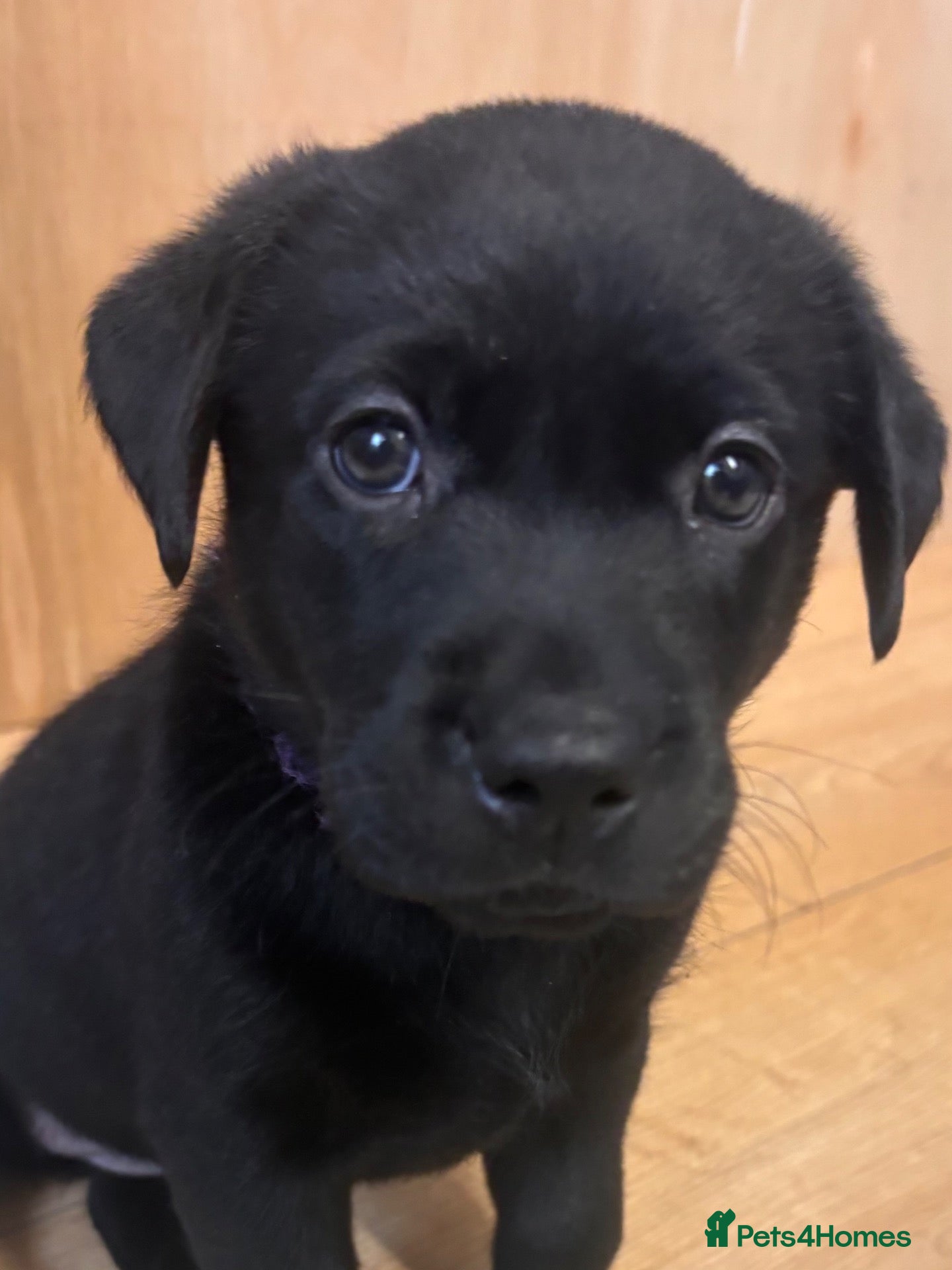 Labrador Retriever dogs Fantastic kc registered Labrador puppies 🐶  - Advert 2
