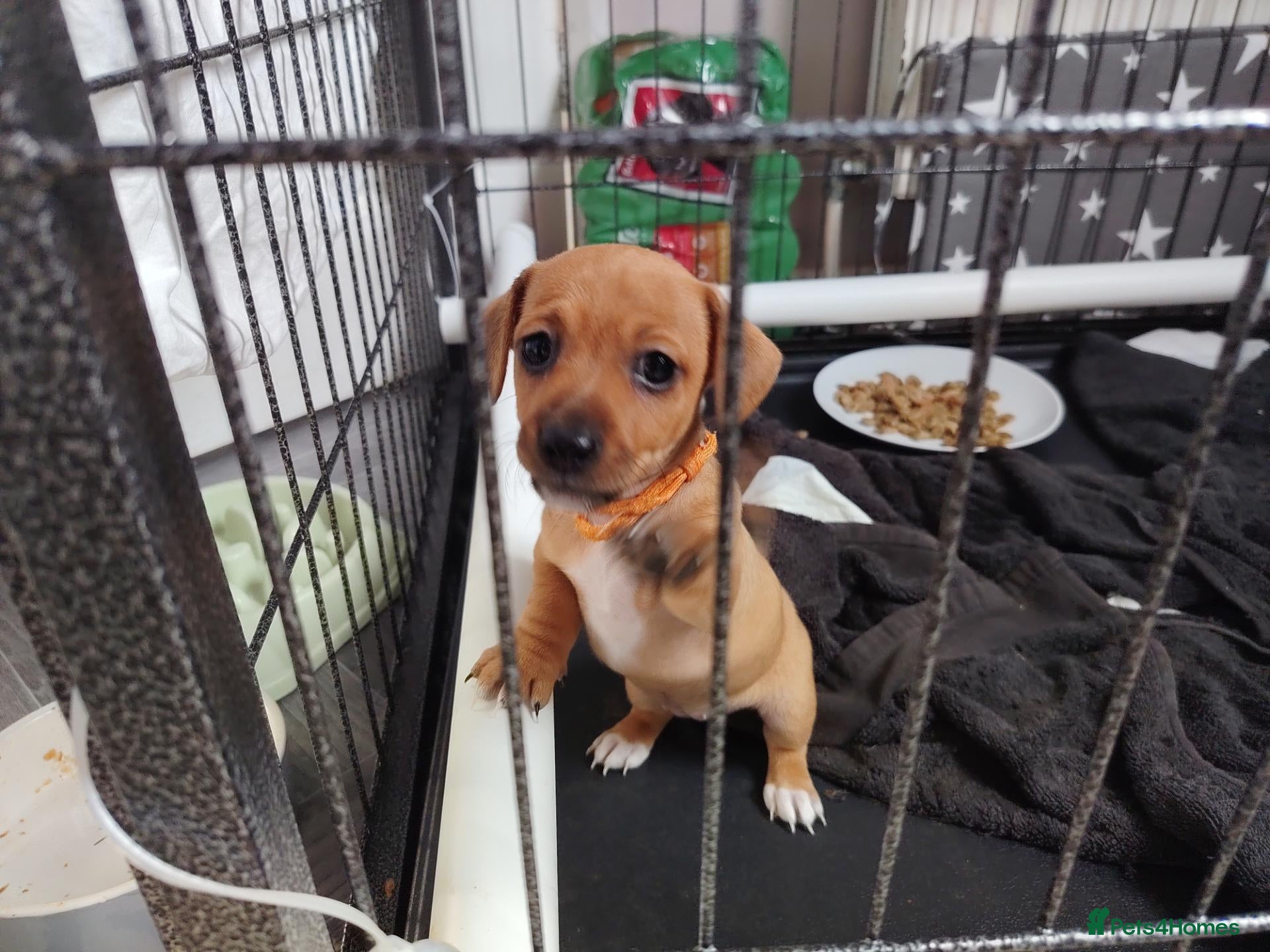 Jackshund dogs Jack Russell x miniature dachshund - Advert 2