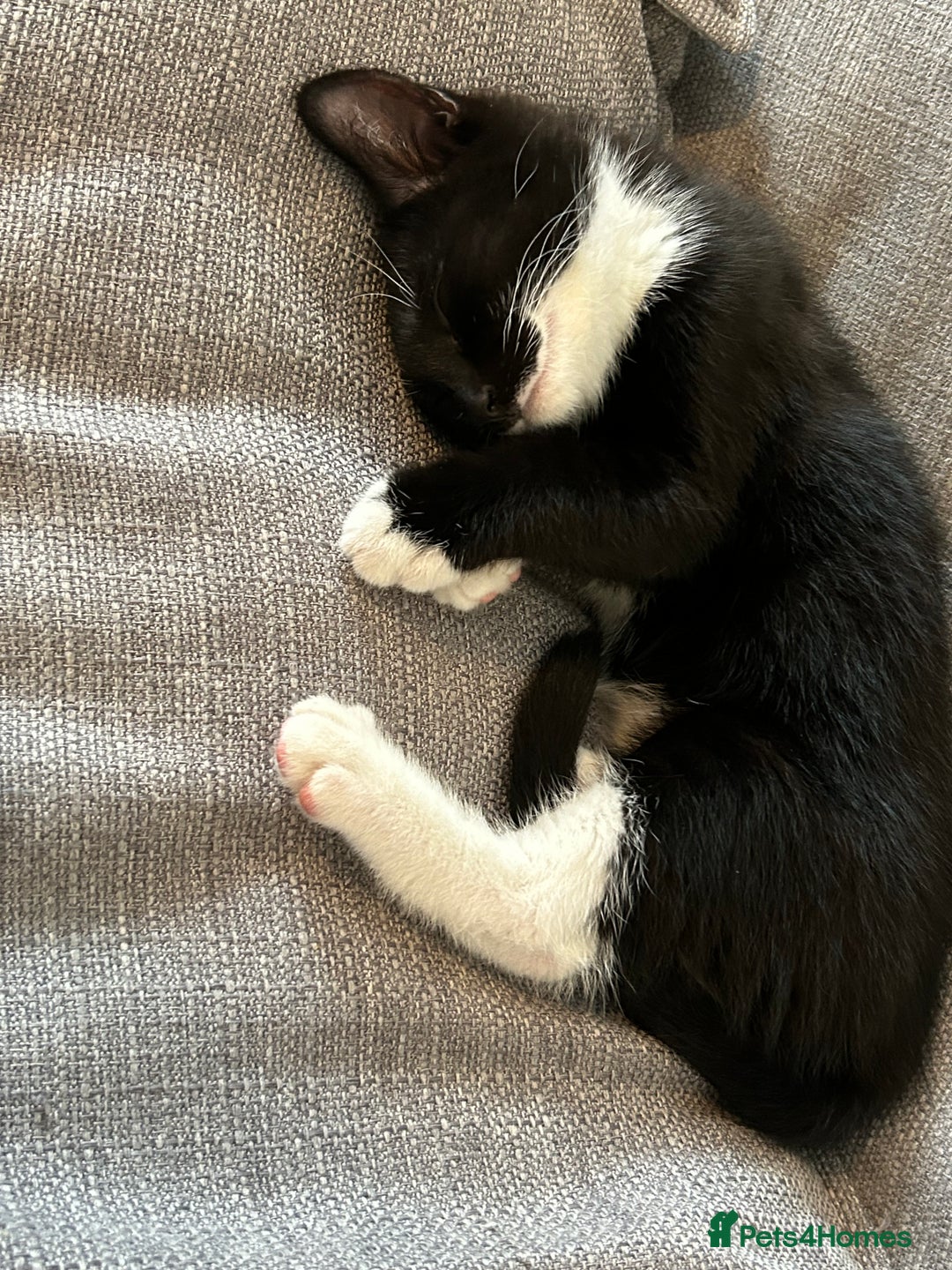 Mixed Breed cats for sale: 2 black and white kittens to go together - Advert 11