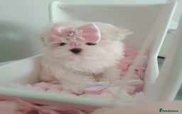 Maltese dogs for sale: 🩷Korean baby girl 🩷 - Image 4