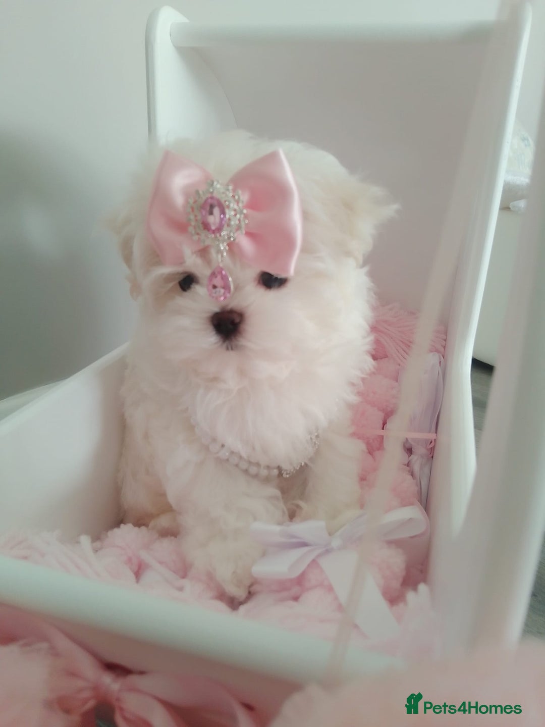Maltese dogs for sale: 🩷Korean baby girl 🩷 - Image 4
