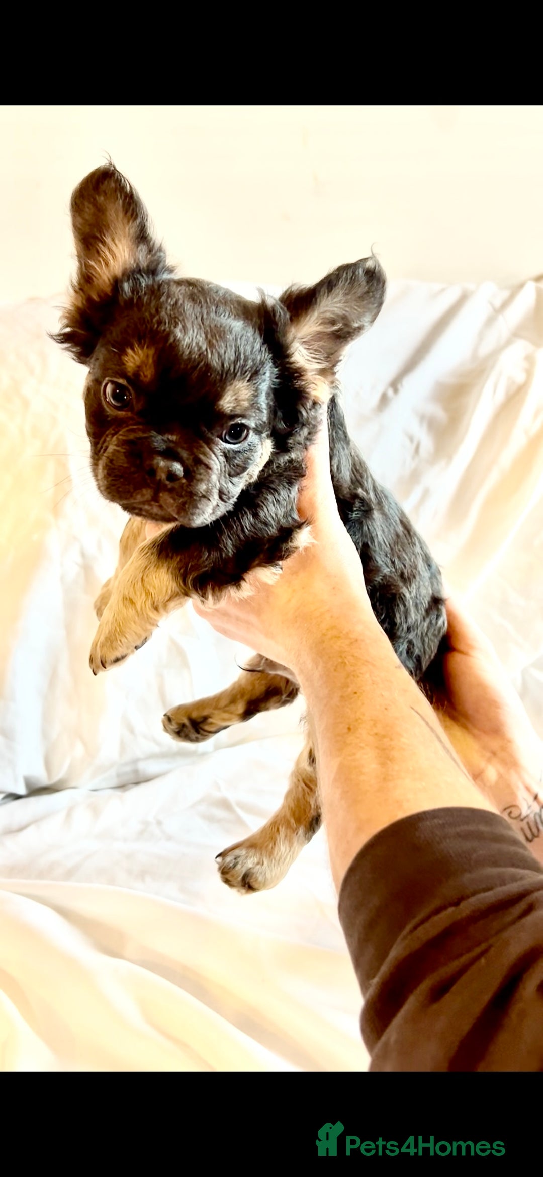 French Bulldog dogs for sale: Stunning fluffy Frenchies ready to leave now  - Advert 8