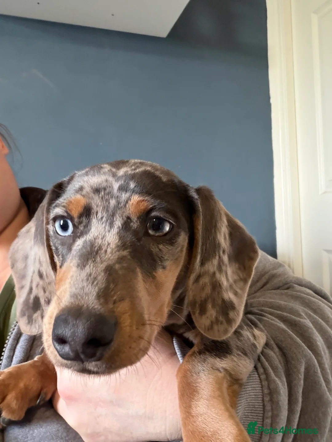 Dachshund dogs for sale: Beautiful dachshund girl - Advert 5