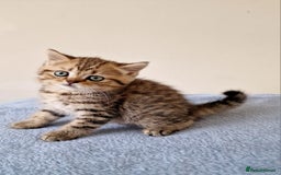 British Shorthair cats for sale: 3 beautiful british shorthair kittens 🥰 - Image 7