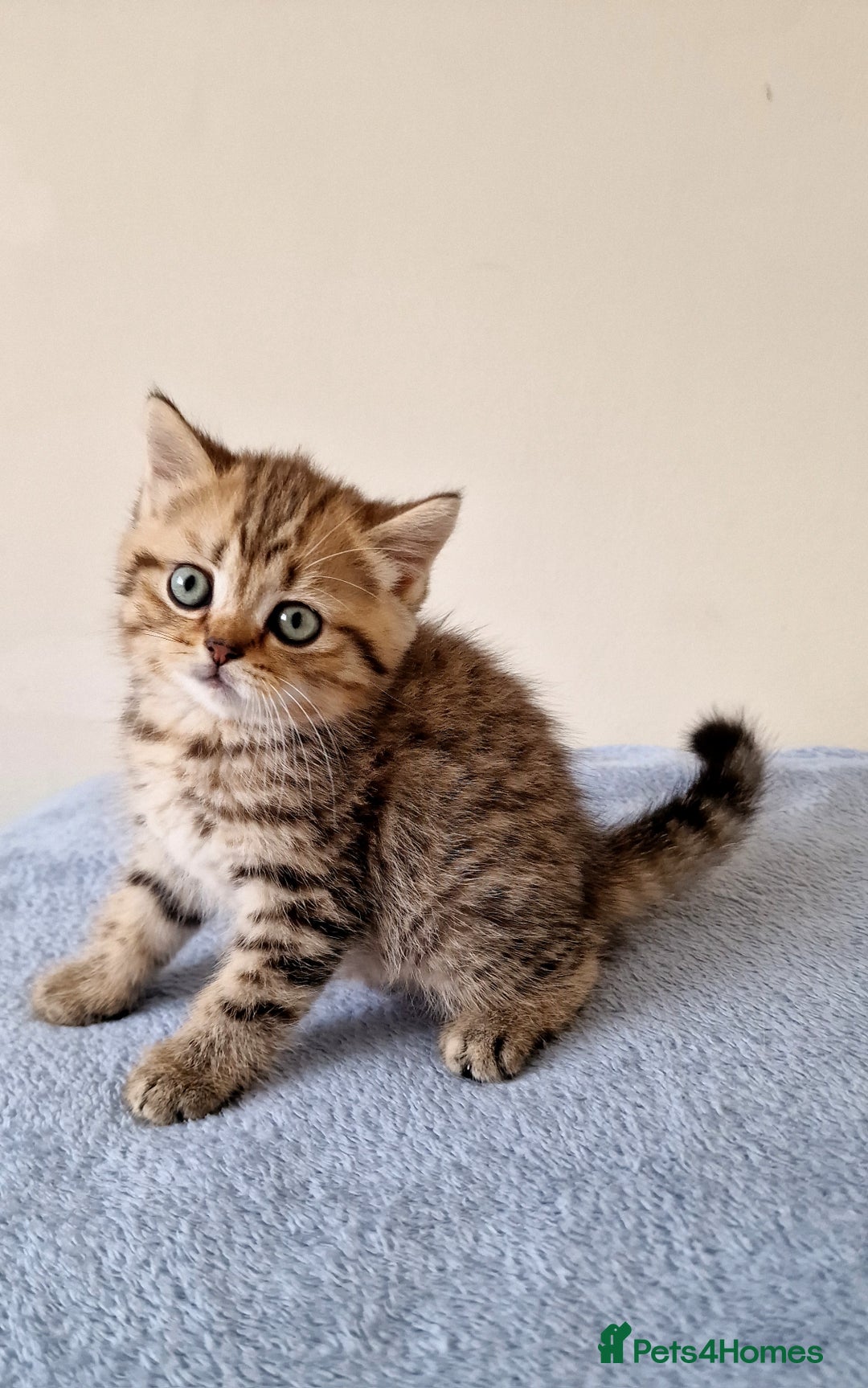 British Shorthair cats for sale: 3 beautiful british shorthair kittens 🥰 - Image 7