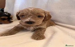 Cockapoo dogs for sale: F1 Cockapoo puppies, KC parents, health tested! - Image 10