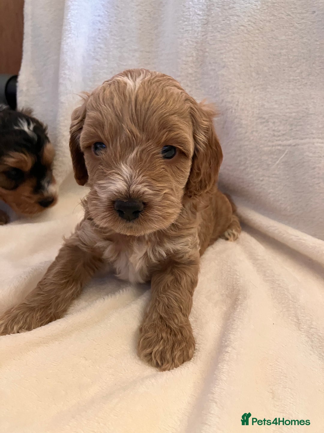 Cockapoo dogs for sale: F1 Cockapoo puppies, KC parents, health tested! - Image 10