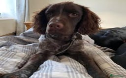Mixed Breed dogs for sale: The Perfect Family Mid-Sized Pet - Sprocker X Rott - Image 17