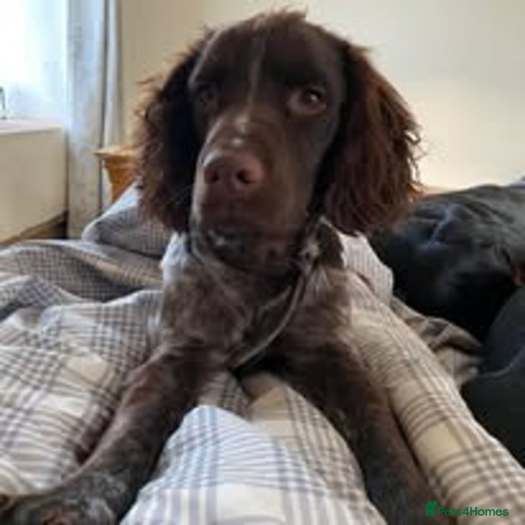 Mixed Breed dogs for sale: The Perfect Family Mid-Sized Pet - Sprocker X Rott - Image 17
