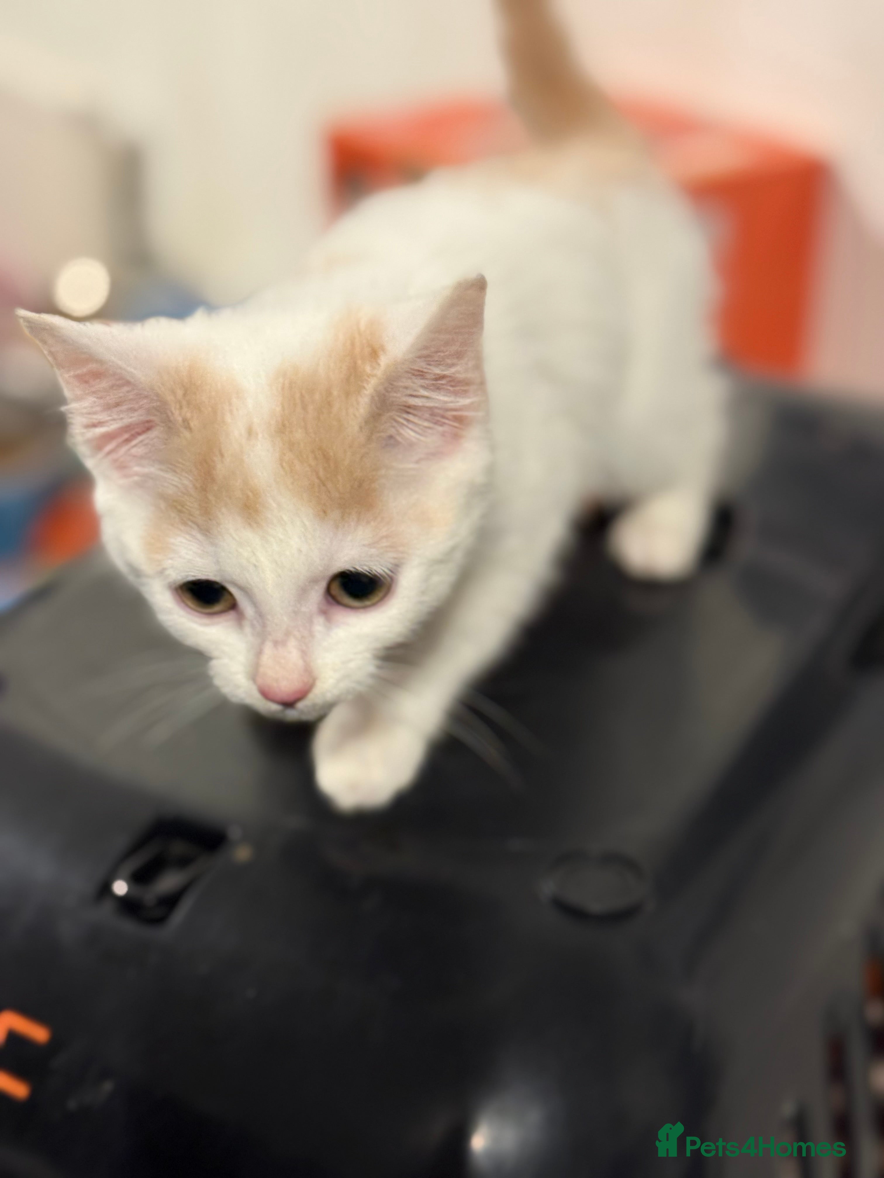 Mixed Breed cats Stunning white n ginger male kitten - Advert 1