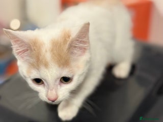 Mixed Breed cats Stunning white n ginger male kitten - Advert 1