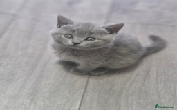 British Shorthair cats for sale: Pure BSH kittens GCCF Last Boy Left £700 - Image 3