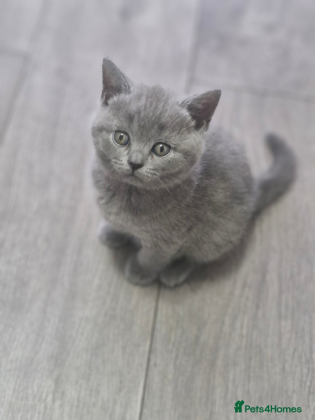 British Shorthair cats for sale: Pure BSH kittens GCCF Last Boy Left £700 - Image 3