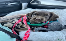 Mixed Breed dogs for sale: Female sprocket spaniel  - Image 2