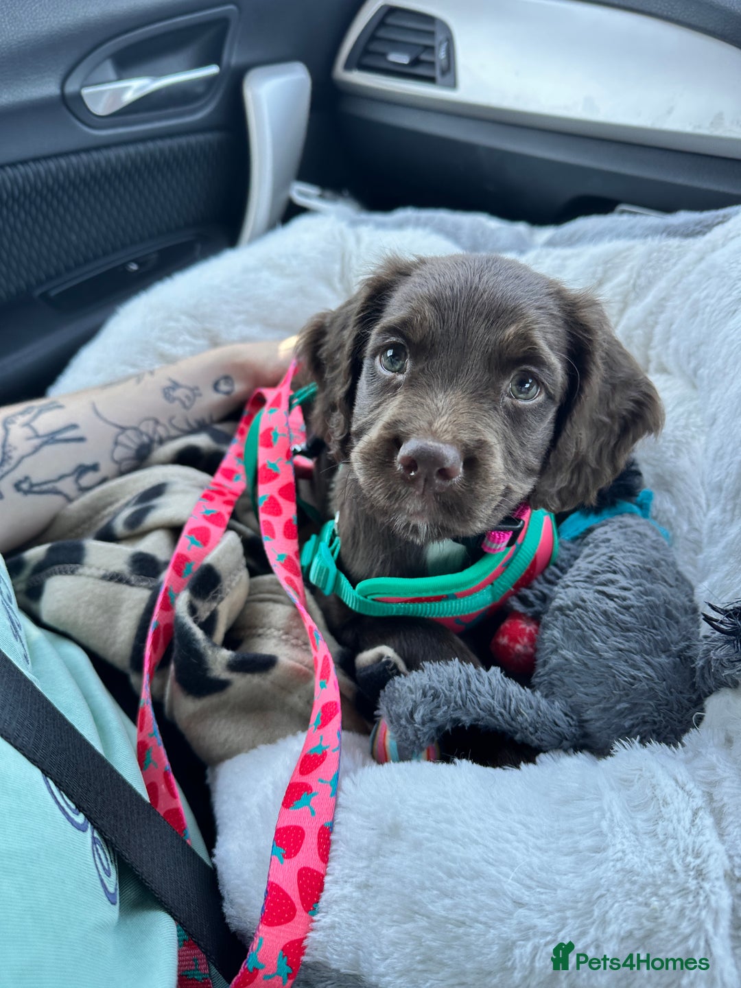 Mixed Breed dogs for sale: Female sprocket spaniel  - Image 2
