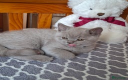 British Shorthair cats for sale: British Blue Short-hair 4 kittens for sale  - Image 36