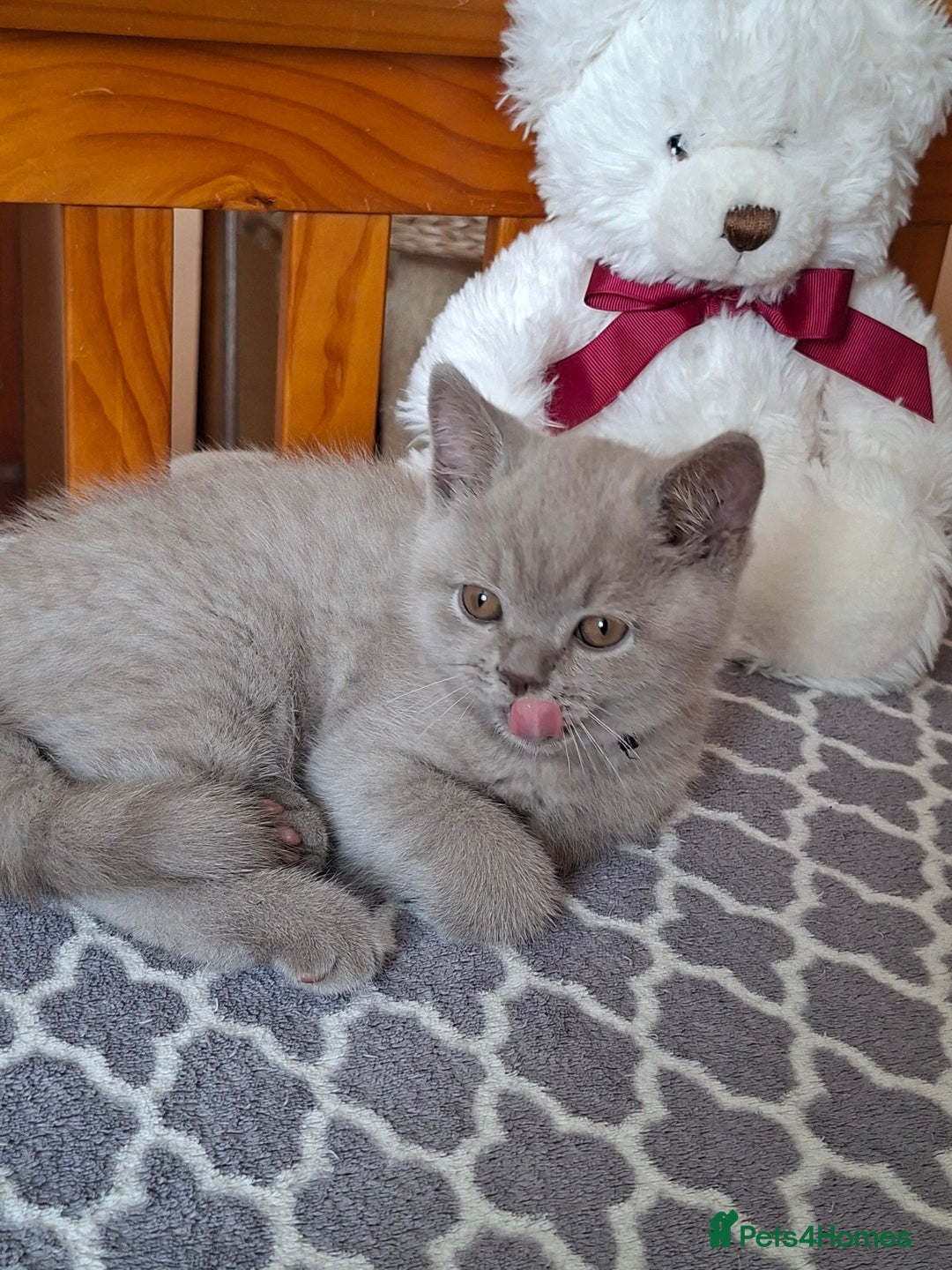 British Shorthair cats for sale: British Blue Short-hair 4 kittens for sale  - Image 36